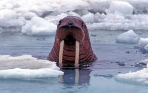 LES DÉFENSEURS DE L’ARCTIQUE -  L’Arctique est à la merci des pays et des entreprises qui convoitent ses richesses. C’est à nous de protéger cet espace unique et immaculé!