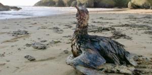 Planète - Erika: le  préjudice écologique , une révolution juridique