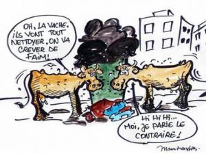 Constantine - Campagne de nettoyage de la ville:  Faut-il commencer par les vaches, à Djebel Ouahch?