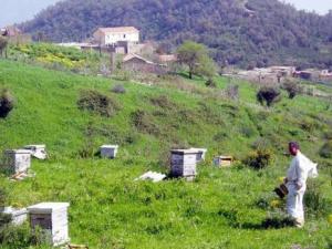 Commune de Bouzguène -  Journées d’étude sur la gelée royale