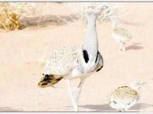 Lâcher de 200 outardes houbara à Brezina (El Bayadh):  Repeupler pour perpétuer la chasse