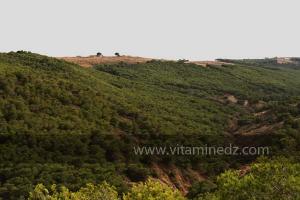 Foret de Chaib Rasso, Région de Msirda riche en atoûts culturels et touristiques