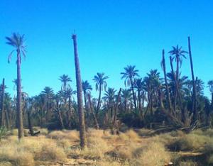 Phoeniciculture à Biskra:  3.000 palmiers ravagés par le feu