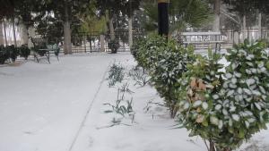 the sow in boghar in the winter