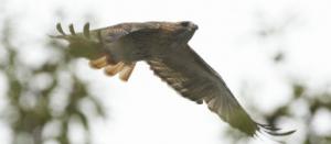 Planète - Un aigle star de New York!