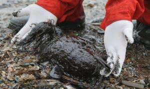 EXPLOITATION PÉTROLIÈRE -  La ruée vers l'or noir de l’Arctique a commencé.