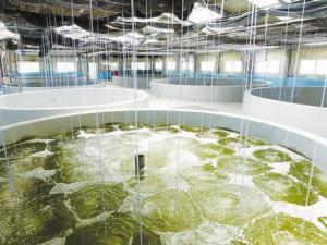 Ferme aquacole de la Marsa:  Bientôt la crevette à patte blanche