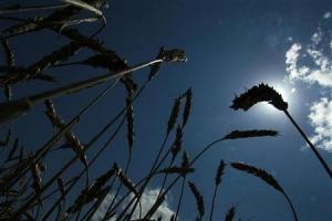 L'Afrique pourrait facilement développer la culture du blé