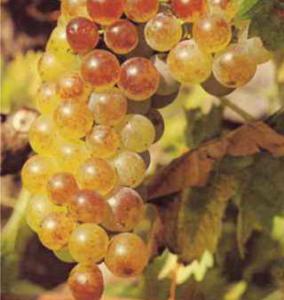 Tipasa - Le muscat de Cherchell sera labellisé