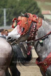 Très beau cheval Barde au Ta3m ou Waada Rjal Meghila, ou Waadat Al Kraiche, fantasia, la3b, Goum ...
