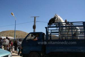 Ta3m ou Waada Rjal Meghila, ou Waadat Al Kraiche, fantasia, la3b, Goum ...