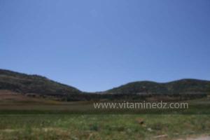 Guertoufa, commune de la wilaya de Tiaret