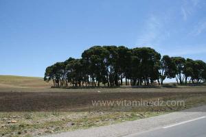 Mellakou, commune de la wilaya de Tiaret