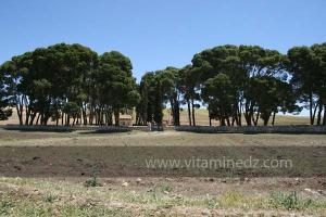 Cimetière chrétien de Mellakou, commune de la wilaya de Tiaret