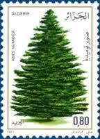 Forêt des Babors: Le «bûcheronnage» fait rage