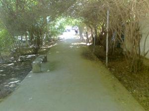 jardin  de Biskra public