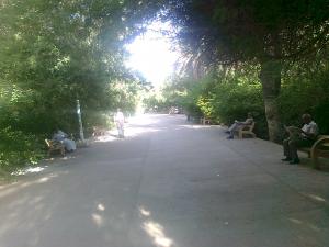 jardin  de Biskra
