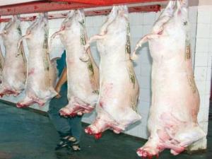 Constantine -  Abattage clandestin des agnelles:  Le massacre continue