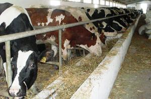 Salon de l’élevage et de la production laitière:  Le cheptel bovin en augmentation à Béjaïa