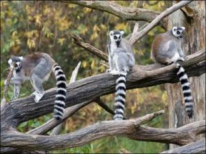 Planète - Liste rouge de la biodiversité: 400 espèces de plus menacées d’extinction