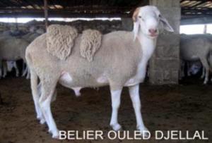 A la recherche du mouton de l'Aid El Adha...