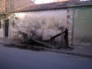 Tempête à Tlemcen, sonnant la fin de vie d'arbres au moins centenaires ...