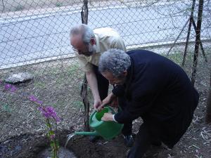 Le bougainvillier du jardin des  Dardars  a dépéri