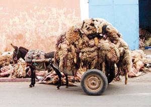 Oran - Collecte des peaux de mouton: Un créneau qui rapporte gros!