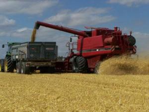 Constantine - Sept céréaliculteurs honorés: Bon rendement de céréales