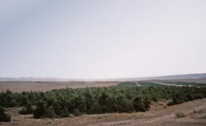 Algérie - REBOISEMENT:  Le Barrage vert réhabilité