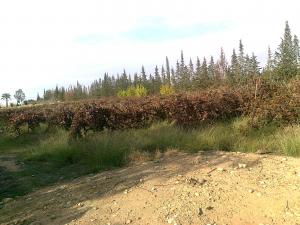 Garta el Hamra:une palmeraie luxueuse !