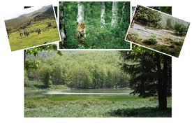 HISTOIRE ET ENVIRONNEMENT À TIZI-OUZOU:  Volontariat à la fortêt de l’Akfadou, haut lieu de la Révolution