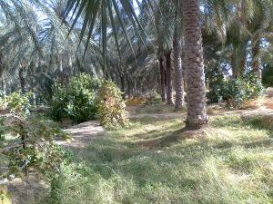 palmeraie luxueuse d' El Hamra Garta