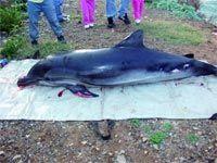 Un dauphin échoue sur la plage d’Aïn Benian