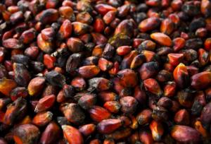 Afrique - L'Afrique, piétinée par l'huile de palme