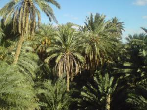 واحات فركان