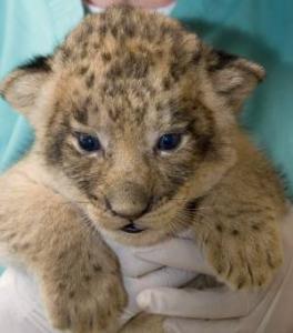 El Kala - PARC ANIMALIER DE B’RABTIA:  Naissance d’un lionceau