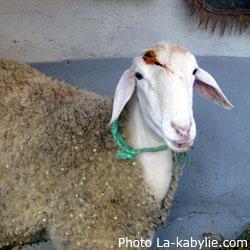 Algérie - Plus de 3,5 millions de moutons sacrifiés pendant l'Aïd El Adha