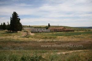 Ferme à coté de Taoughzout (Qalat Beni Salama)