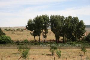 Plaines riches à Taweghzout (Kalaa Beni Salama) siège des grottes troglodytes (protohistoriques). Elles sont connues actuellement sous le nom de grottes d\'Ibn Khaldoun