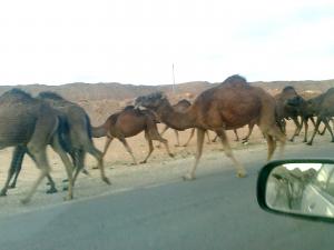 Chameaux :traversée de route !