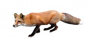 Planète - Paris: Des renards rodent aux Buttes-Chaumont