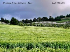Un champ de blé a Sidi Hosni - Tiaret