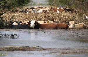 Pourquoi l'humanité va manquer de nourriture