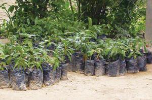 Environnement : Tlemcen célèbre la Journée de l’arbre