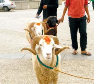 AÏN-TÉMOUCHENT -  Des gestes humanitaires à l’occasion de l’Aïd