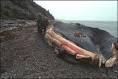 AÏN-TÉMOUCHENT -   Échouage d'une baleine sur la plage de Terga