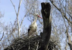 A stork in seen roosting near Setif, 300 km (186