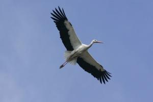 A stork in seen over Setif, 300 km (186 mi)