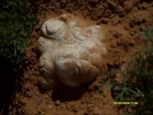 La truffe (terfasse)